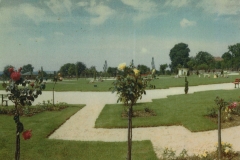 cl31